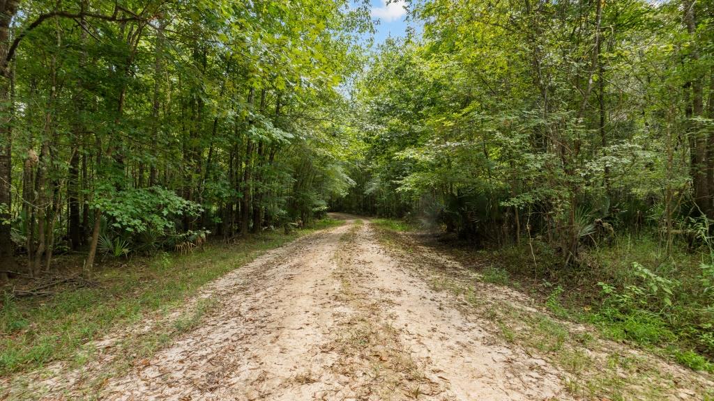 Greentop Plantation on Ocmulgee River Photo