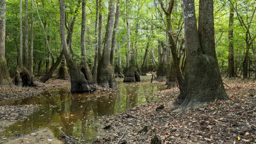 Greentop Plantation on Ocmulgee River Photo