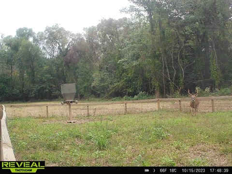 Greentop Plantation on Ocmulgee River Photo