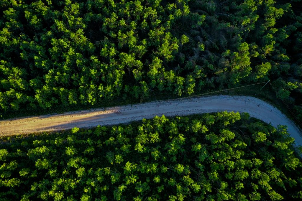 Ware County Pine Property Photo