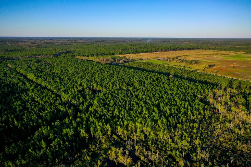 Ware County Pine Property Photo