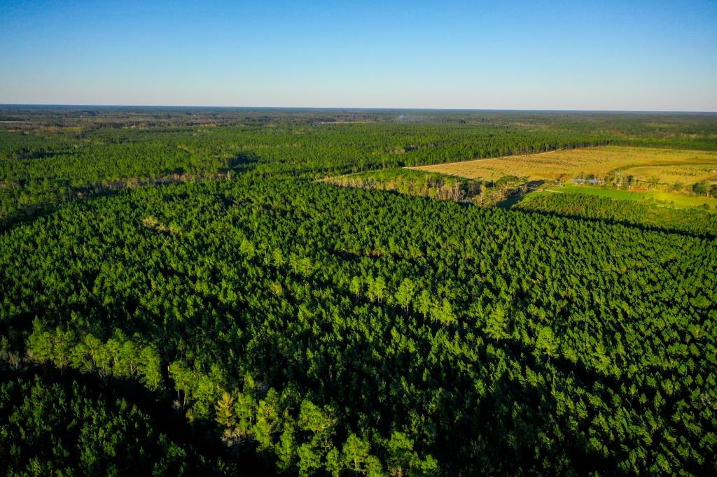 Ware County Pine Property Photo