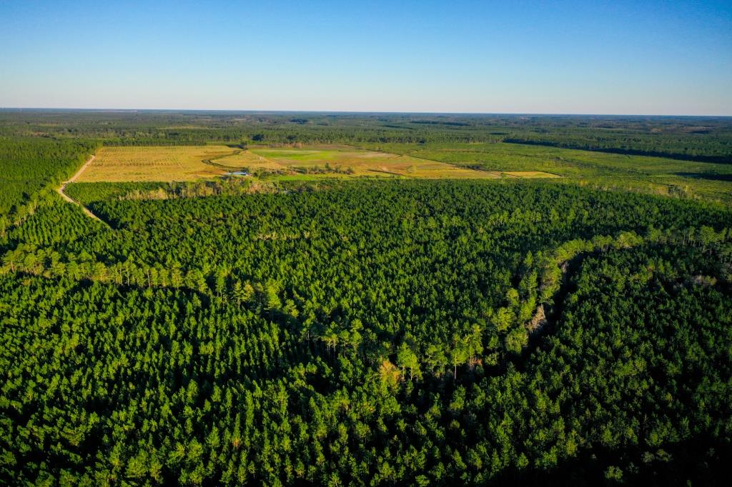 Ware County Pine Property Photo