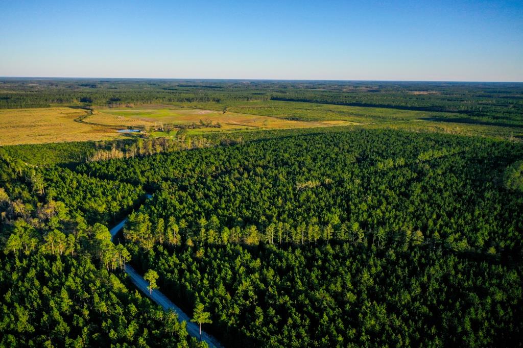 Ware County Pine Property Photo