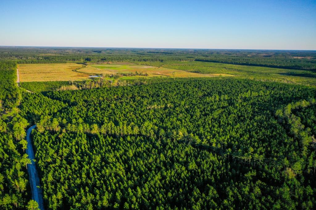 Ware County Pine Property Photo