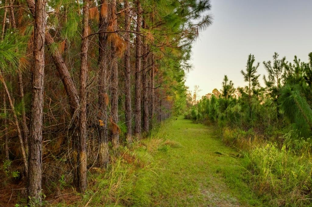 Ware County Pine Property Photo