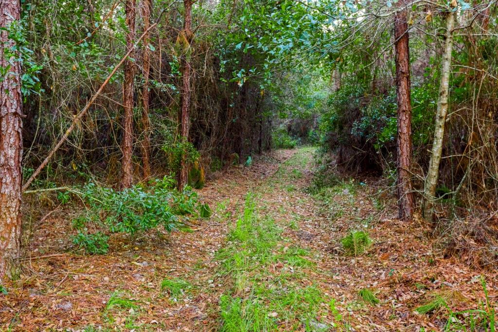 Ware County Pine Property Photo