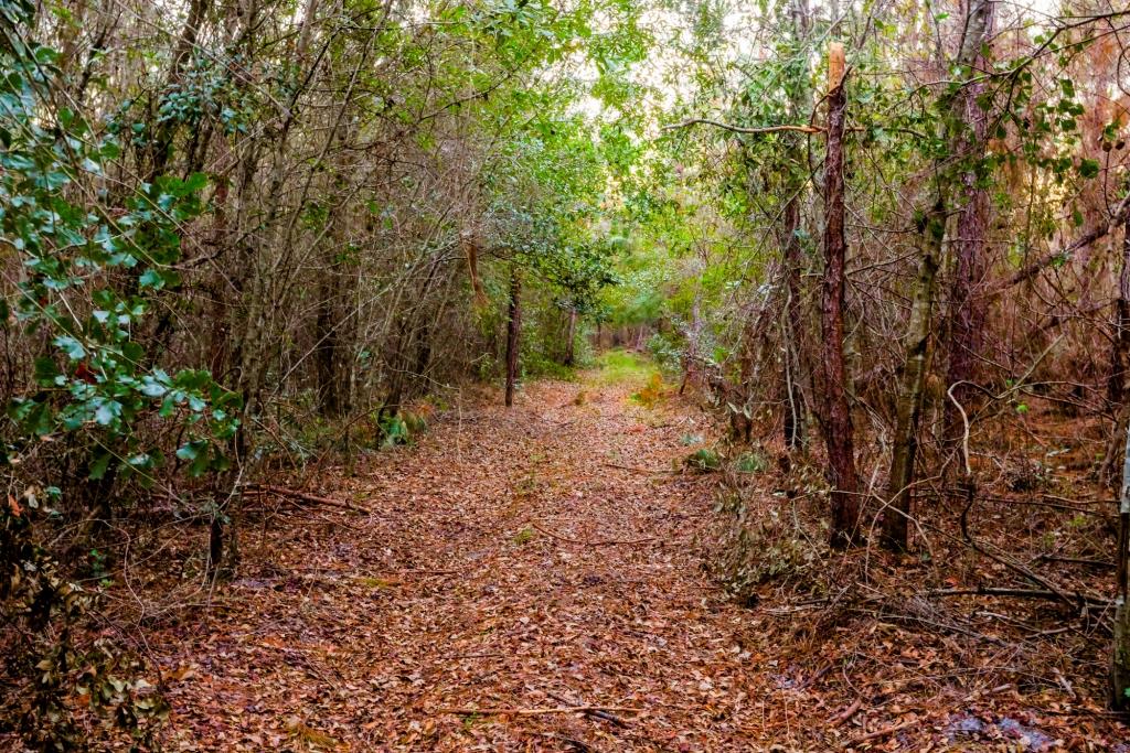 Ware County Pine Property Photo