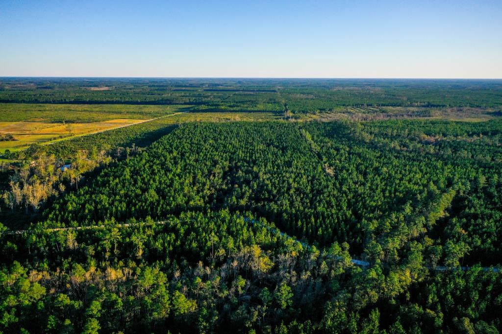 Ware County Pine Property Photo