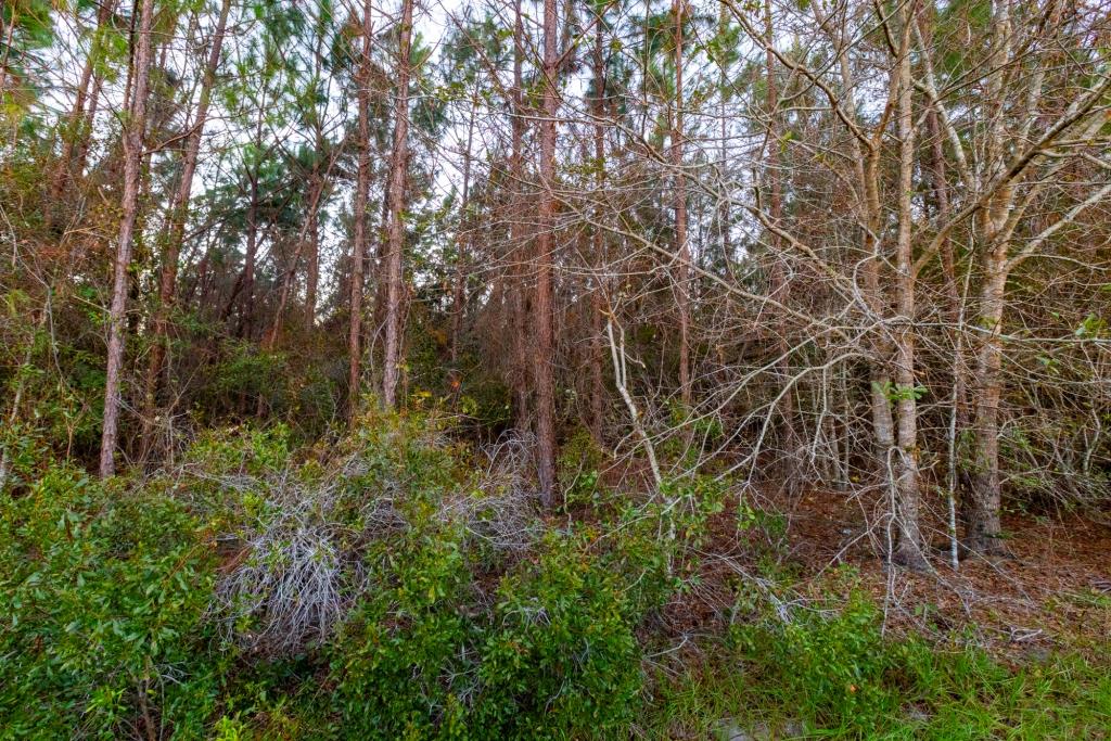 Ware County Pine Property Photo