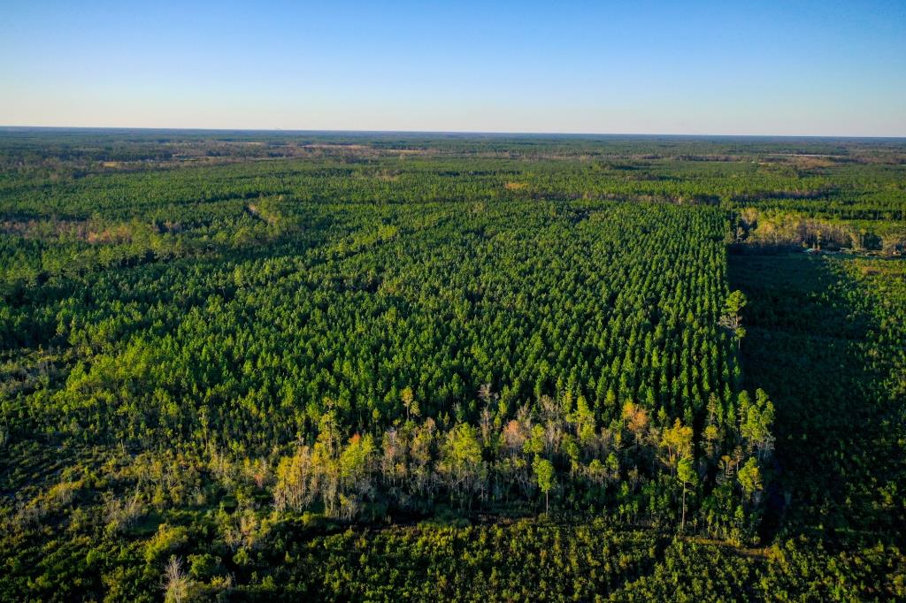 Ware County Pine Property Photo