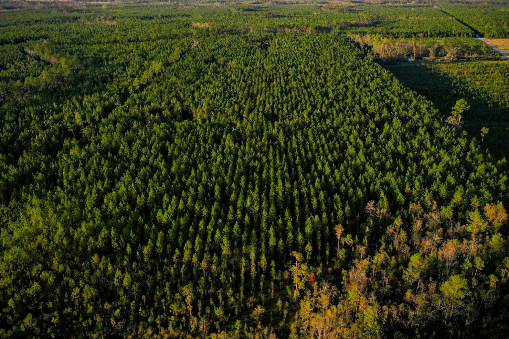 Ware County Pine Property Photo