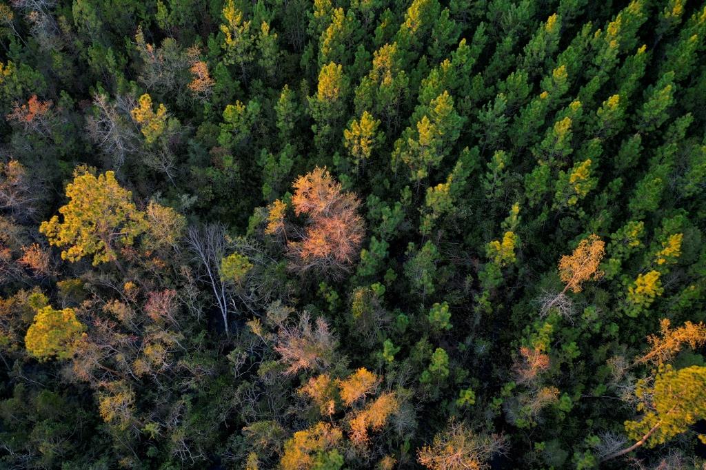 Ware County Pine Property Photo