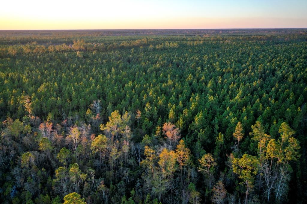 Ware County Pine Property Photo