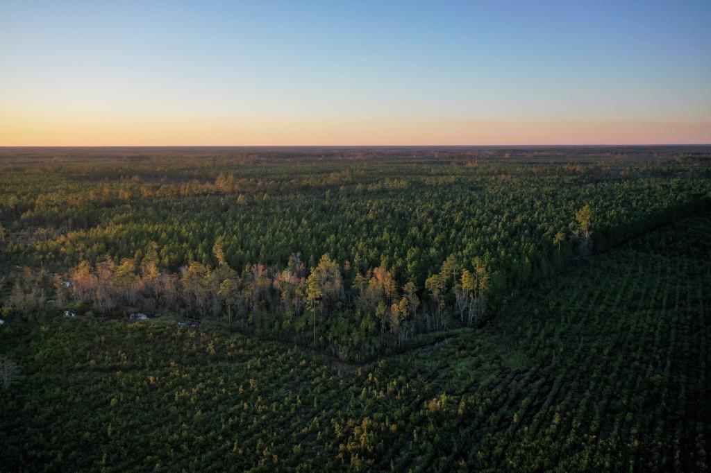 Ware County Pine Property Photo