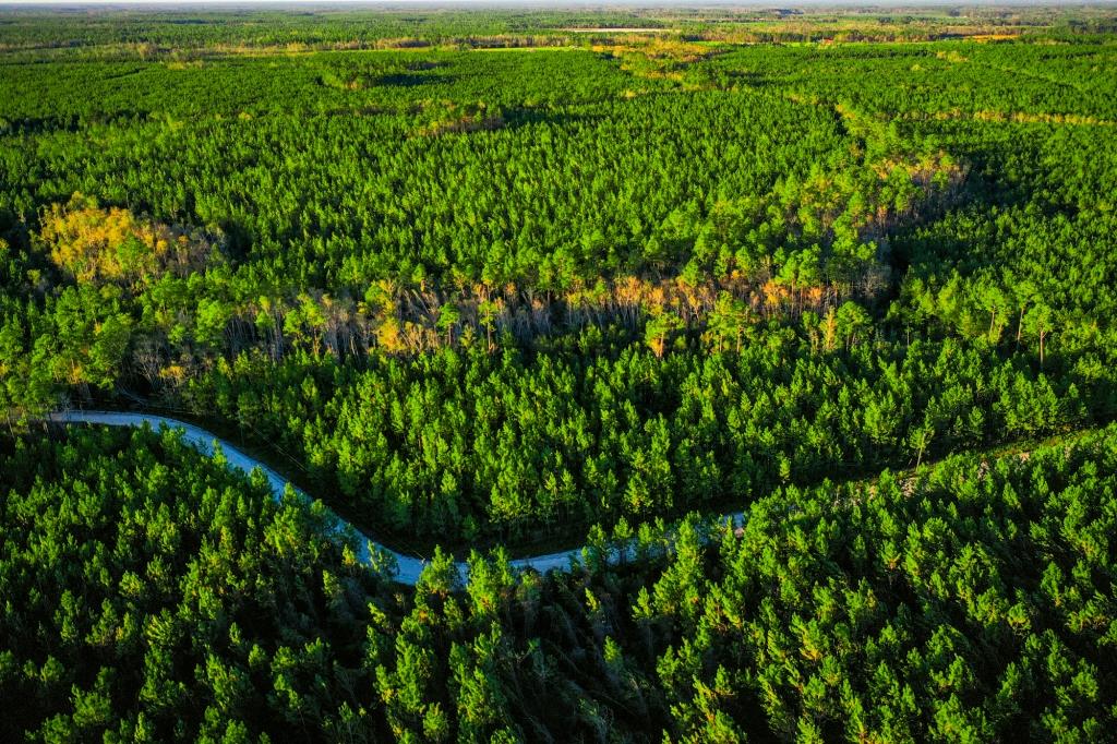 Ware County Pine Property Photo