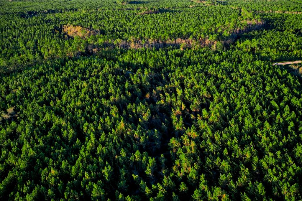 Ware County Pine Property Photo