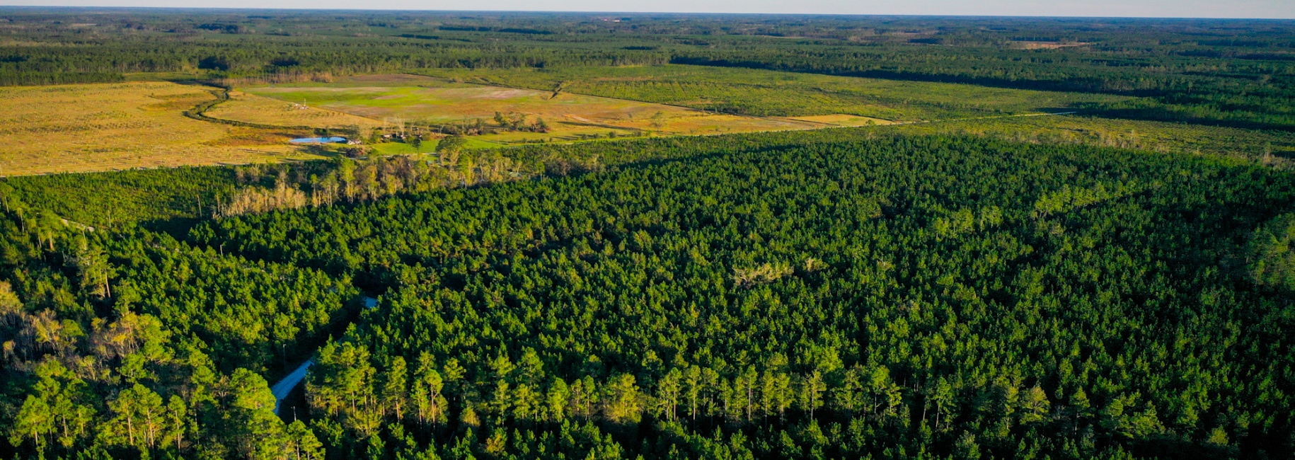 Ware County Pine Property Main Photo