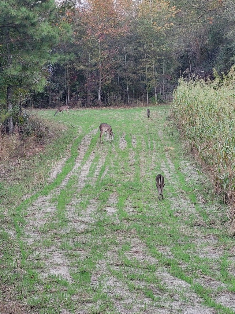 Perkins Hunting Retreat Photo