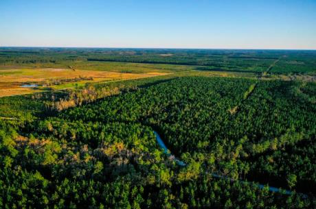 Ware County Pine Property