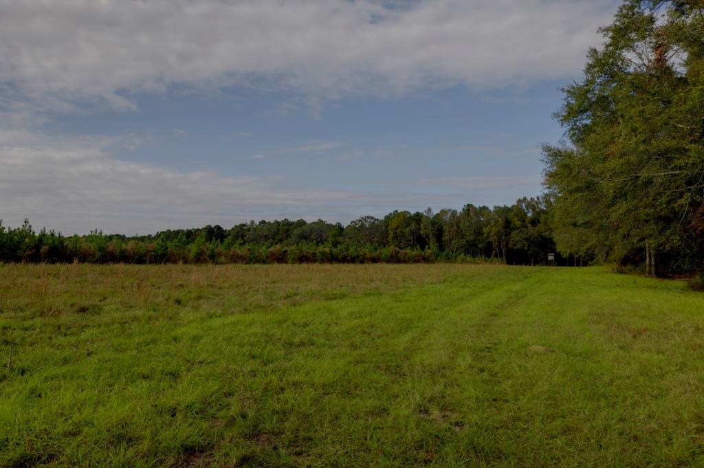 Water Oak Farm – Tract 4 Photo