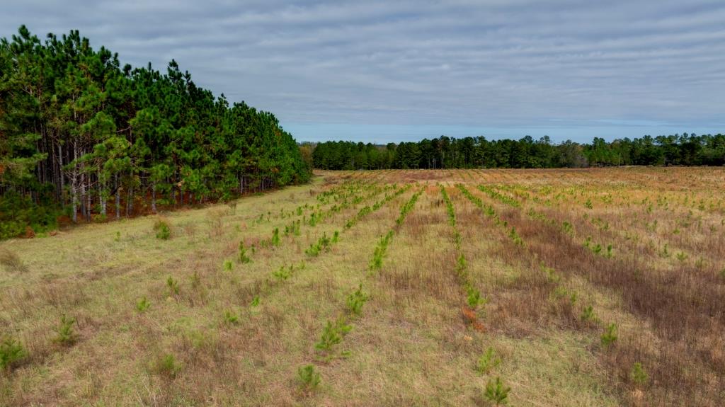 Water Oak Farm – Tract 8 Photo