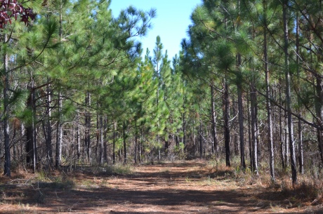 Ripley Pines