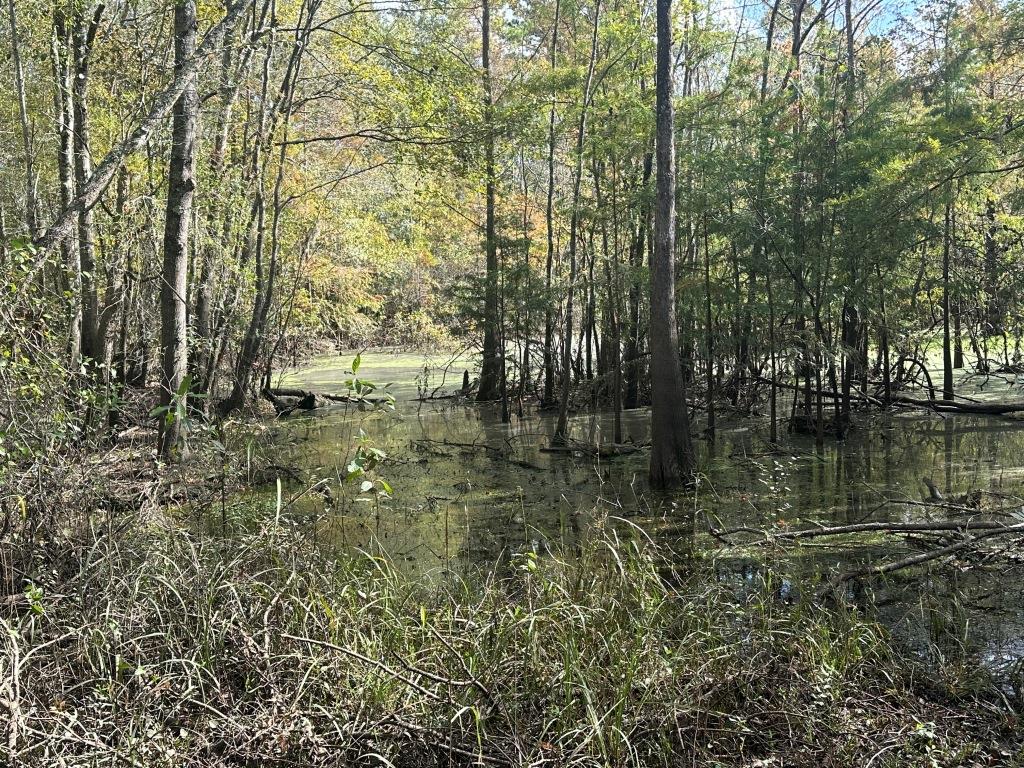 Satilla River Getaway Photo