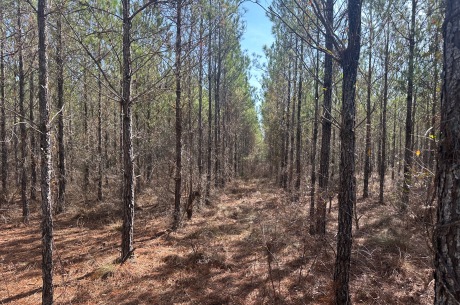 Ogeechee River Haven