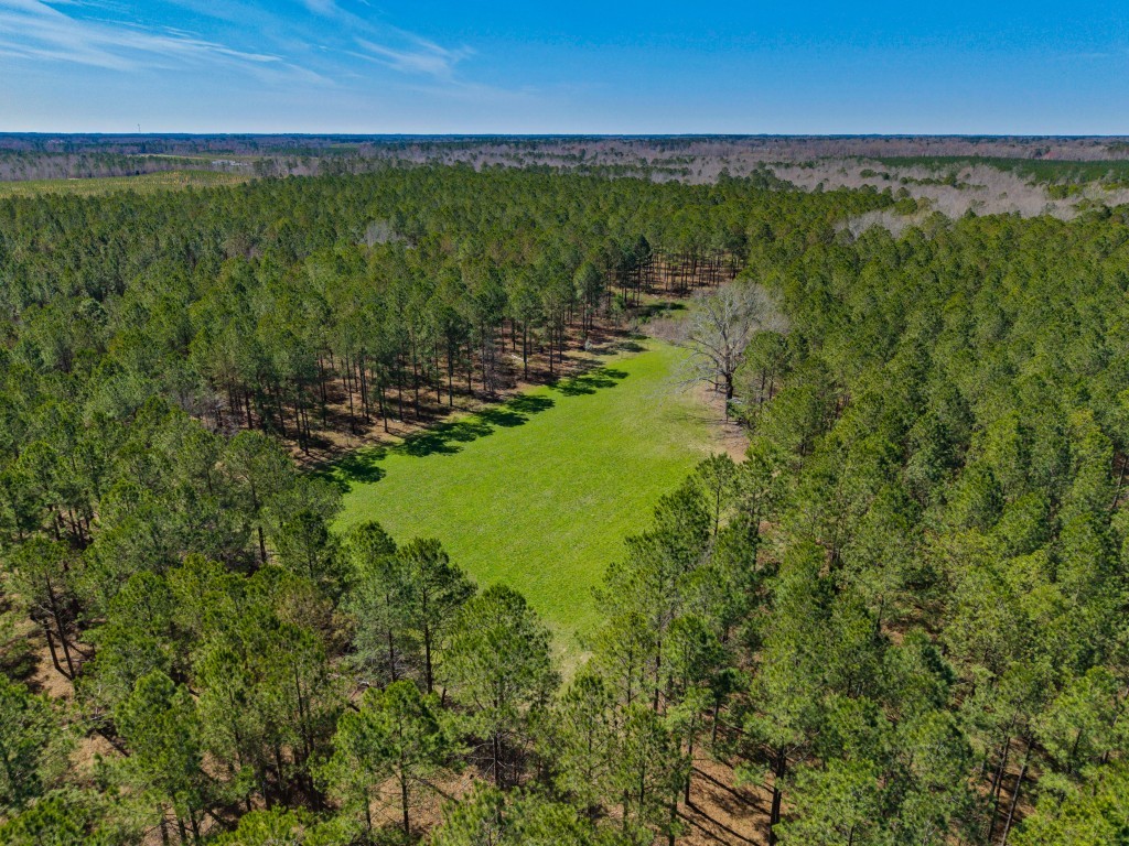 T&F Plantation Photo