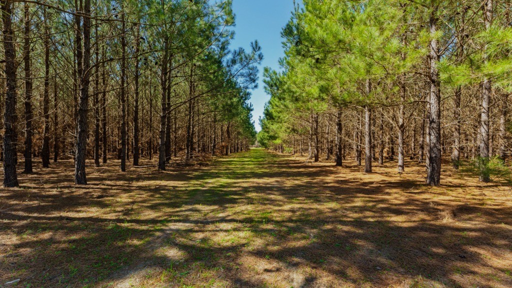 T&F Plantation Photo