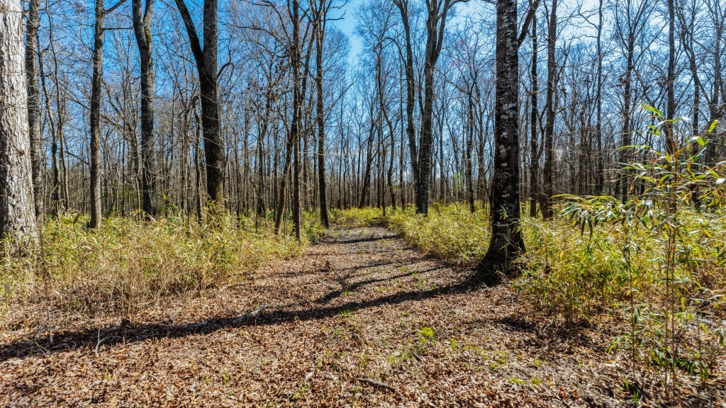 T&F Plantation Photo