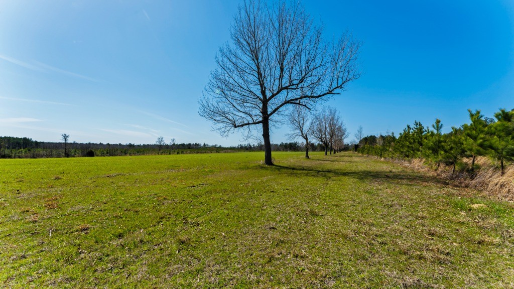 T&F Plantation Photo