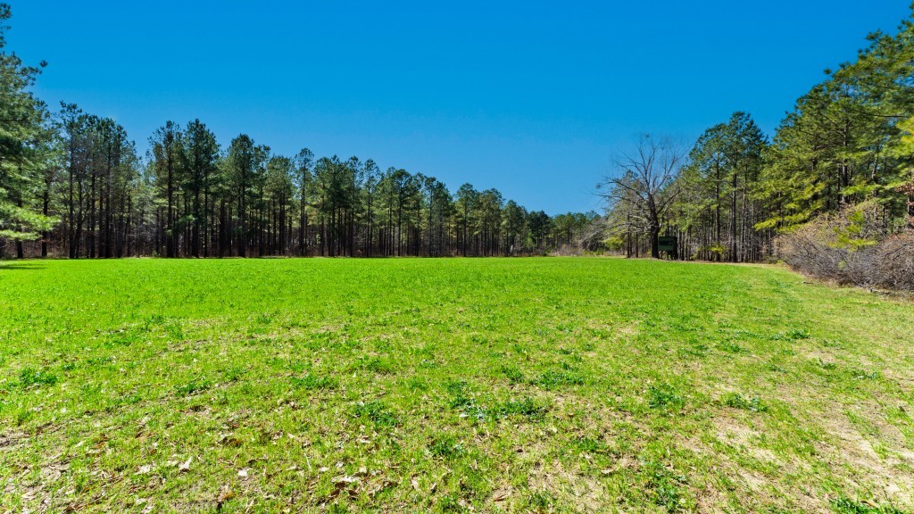 T&F Plantation Photo