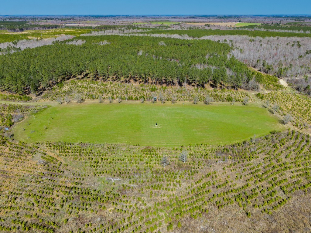 T&F Plantation Photo