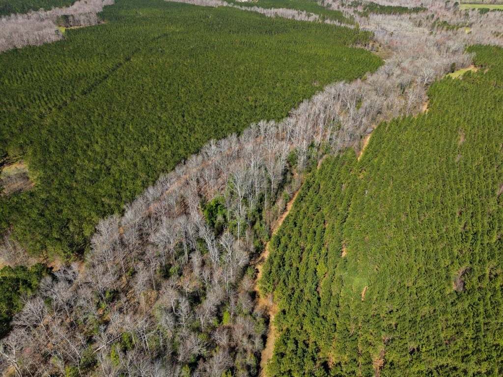 T&F Plantation Photo