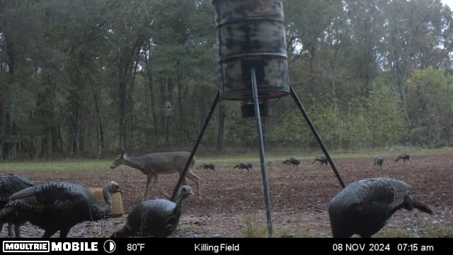 Flint Branch Tract Photo