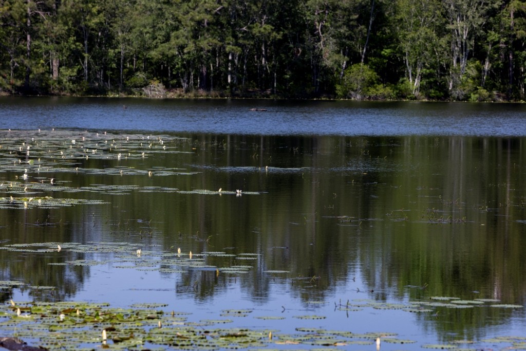 Four Ponds Retreat Photo