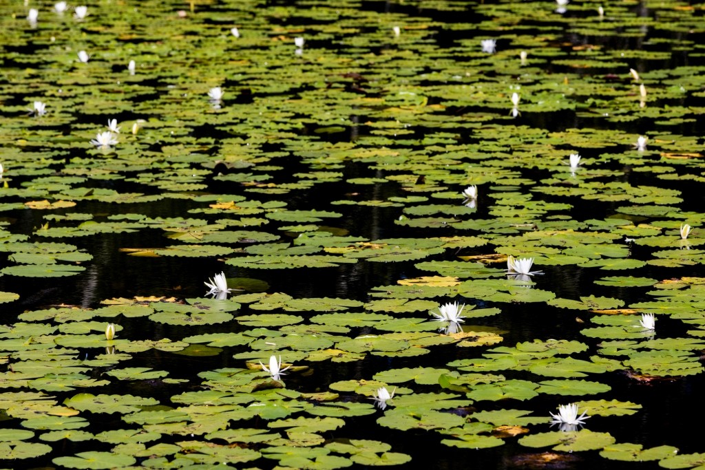 Four Ponds Retreat Photo