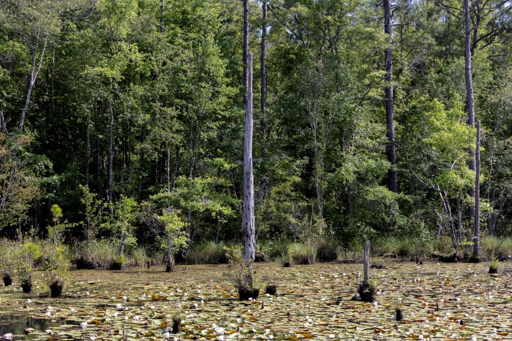 Four Ponds Retreat Photo
