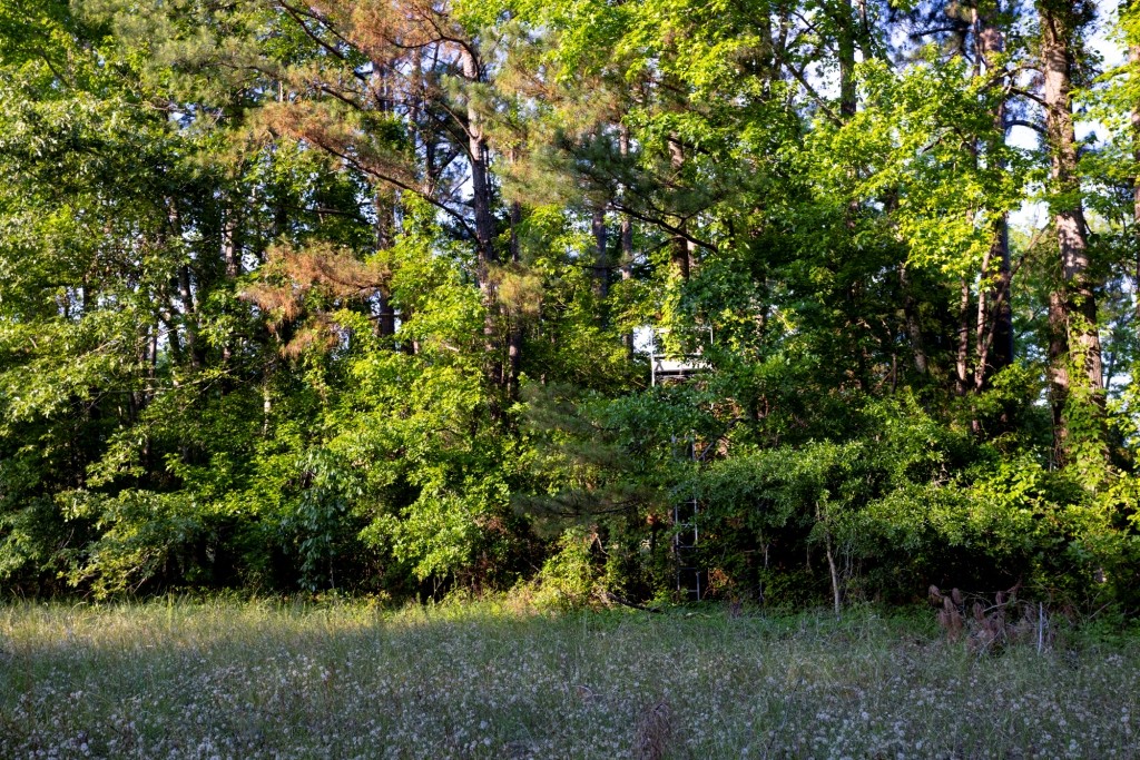 Wadley Coleman Homeplace Photo