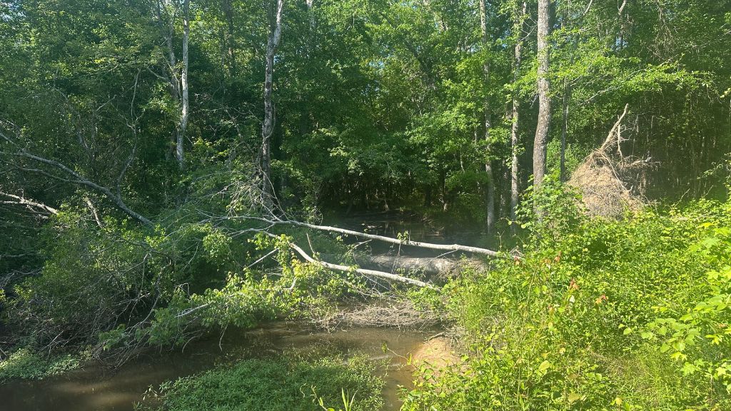 Horsepen Branch Photo