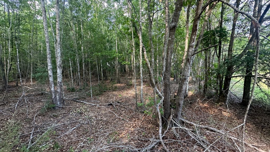 Horsepen Branch Photo