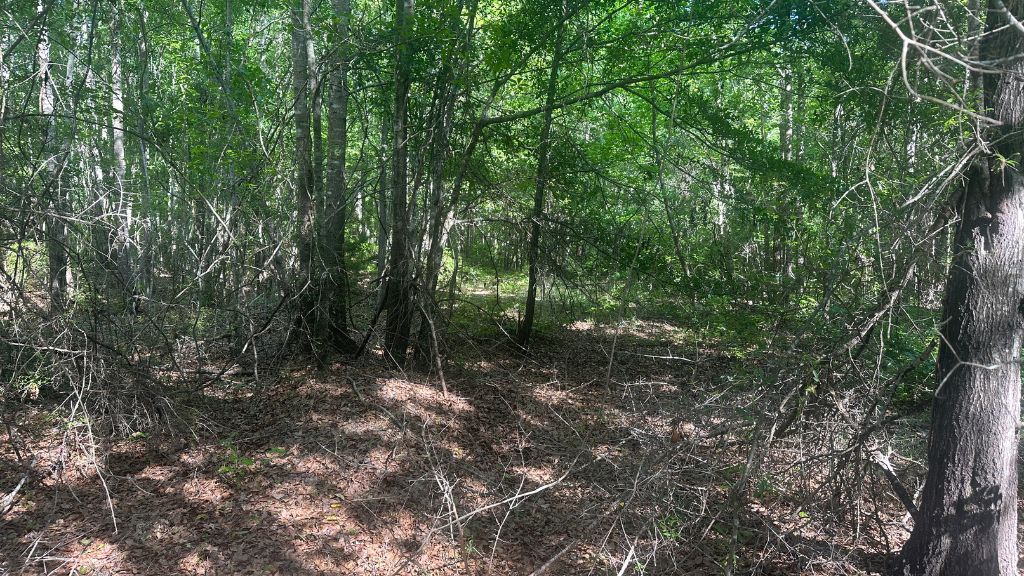 Horsepen Branch Photo