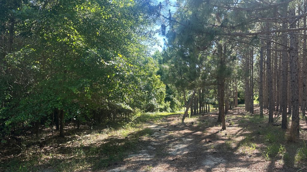 Long Leaf Farm Photo