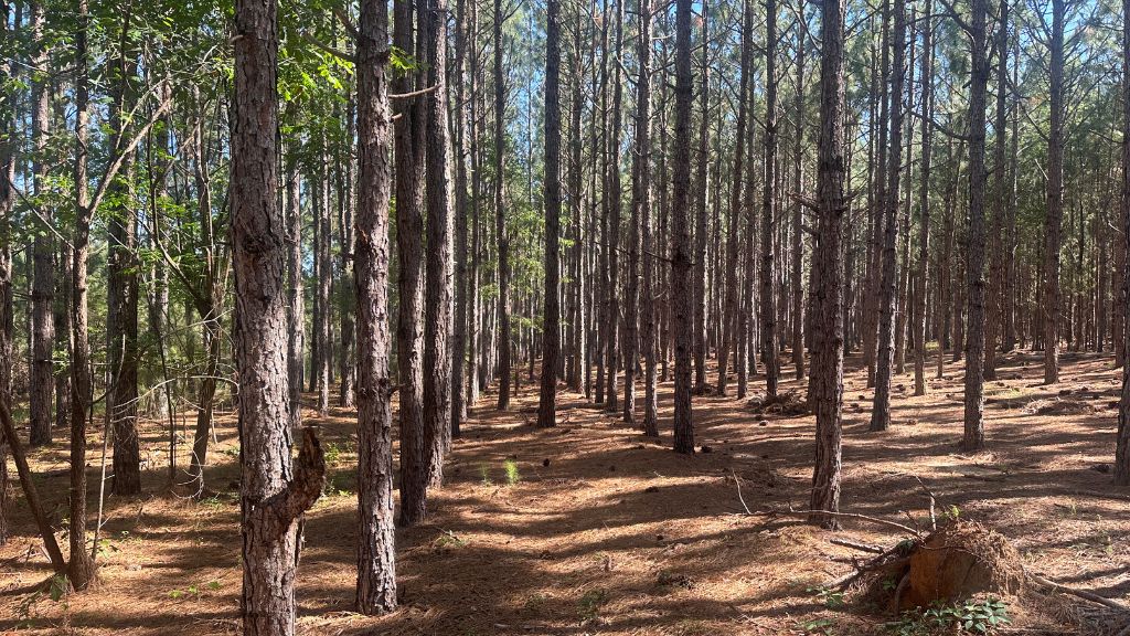 Long Leaf Farm Photo