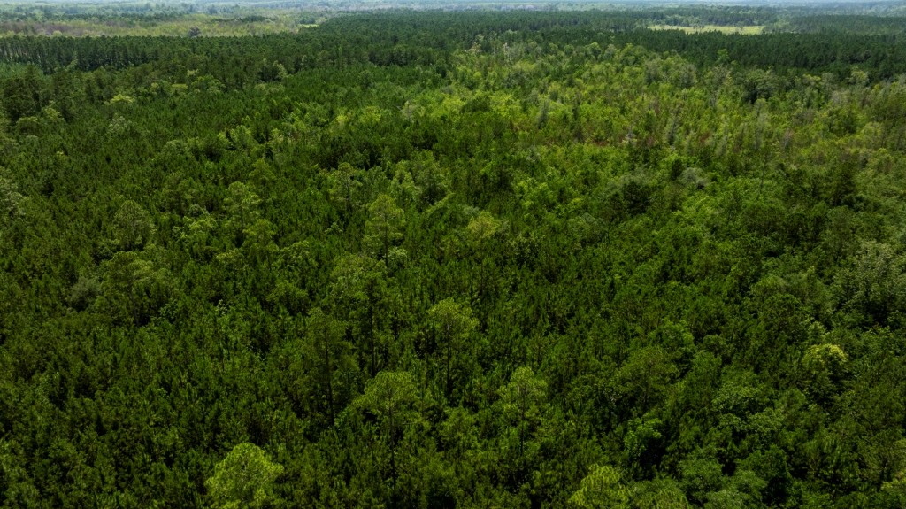 Habersham Pines Photo