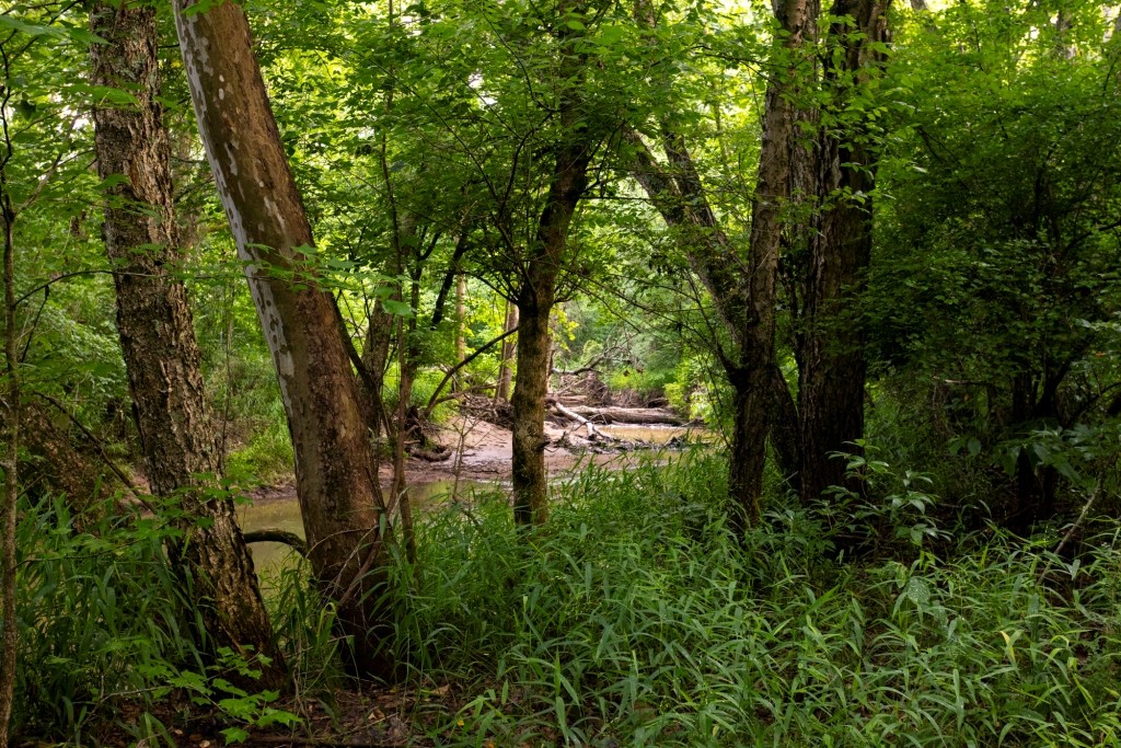 Ulcohatchee Creek Photo