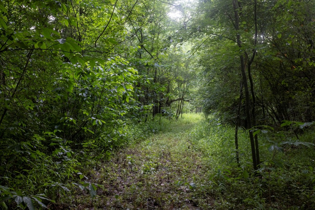 Ulcohatchee Creek Photo