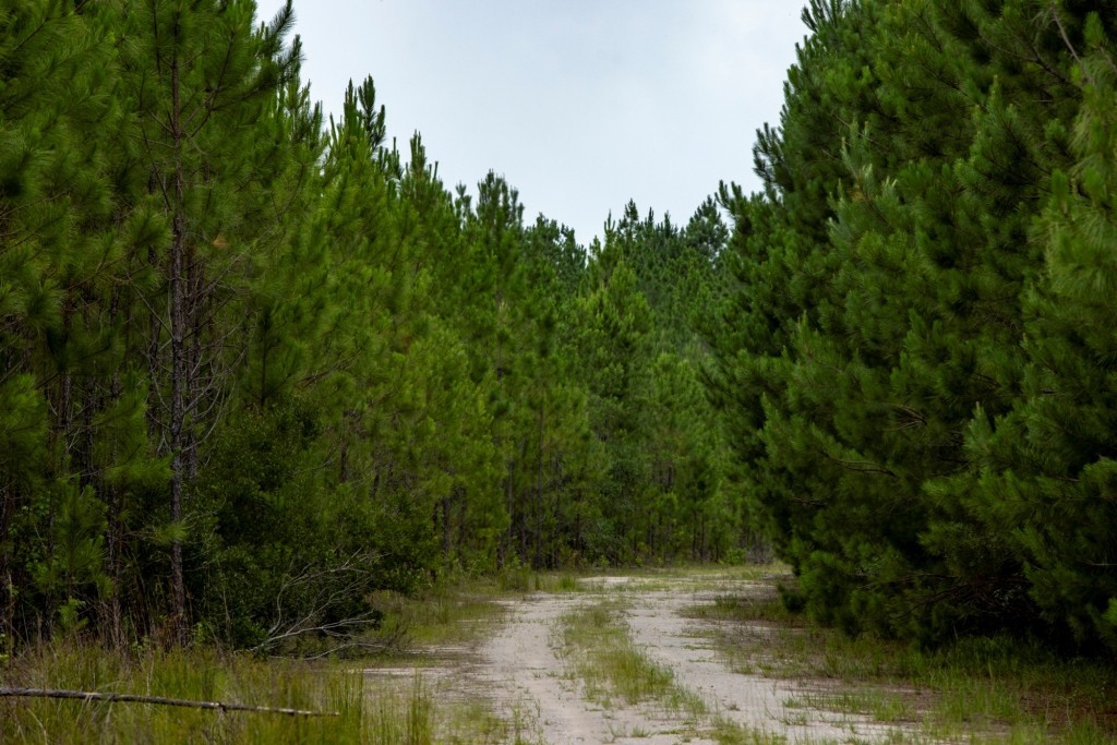 Habersham Pines Photo